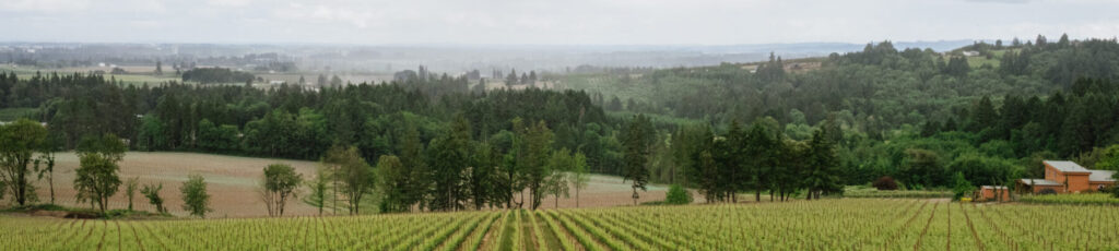 Dundee Hills vineyard in the Willamette Valley