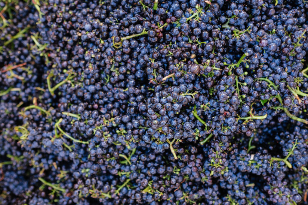 Oregon Pinot Noir grapes
