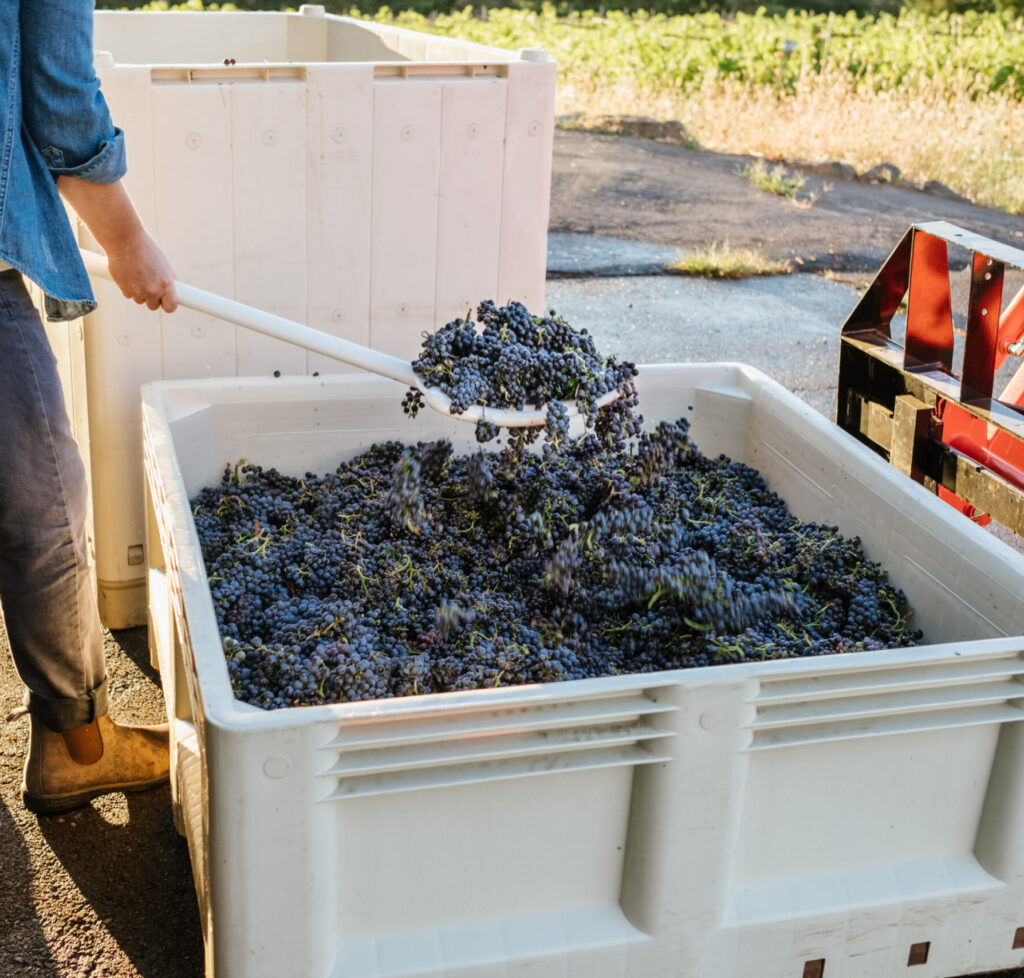 Willamette Valley pinot noir harvest