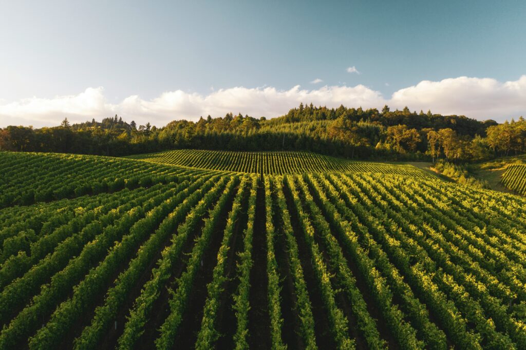 Rows of vines in a Willamette Valley vineyard