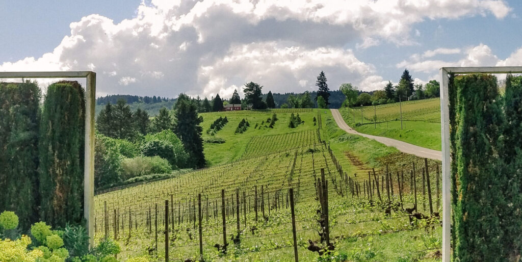 Willamette Valley vineyard view