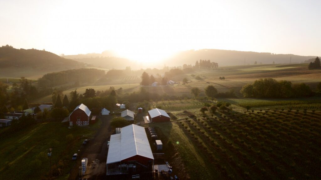 Dominio IV — vineyard
