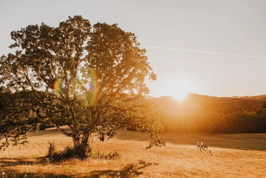 FayEtta Vineyard — vineyard