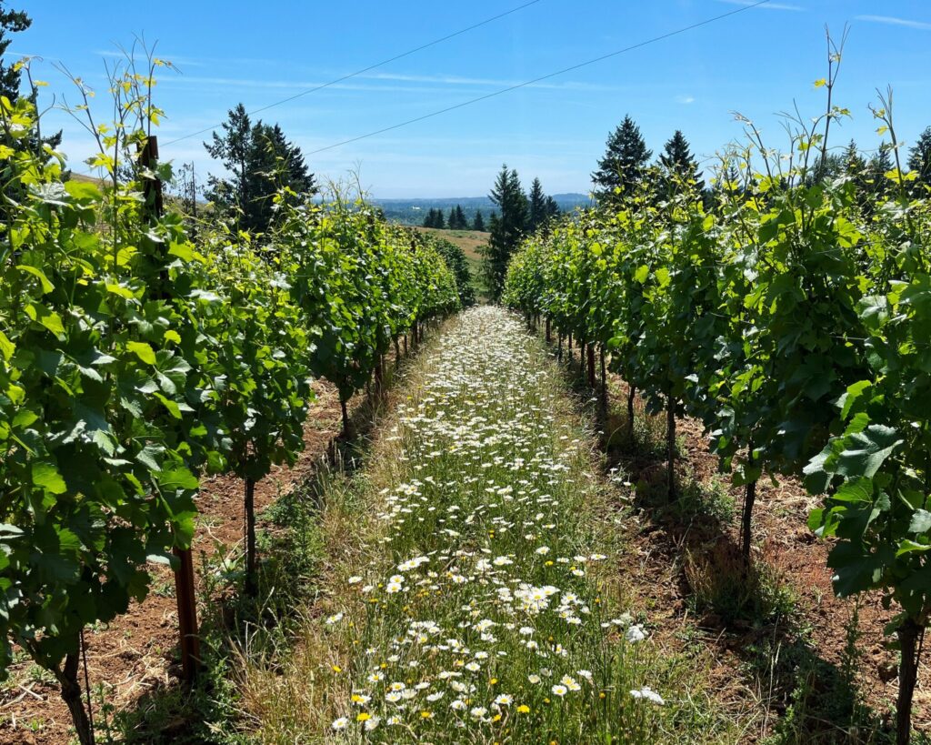 FayEtta Vineyard