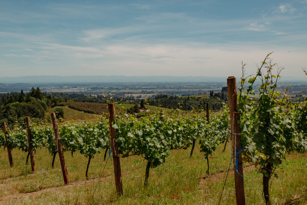 Willamette Valley vineyard view