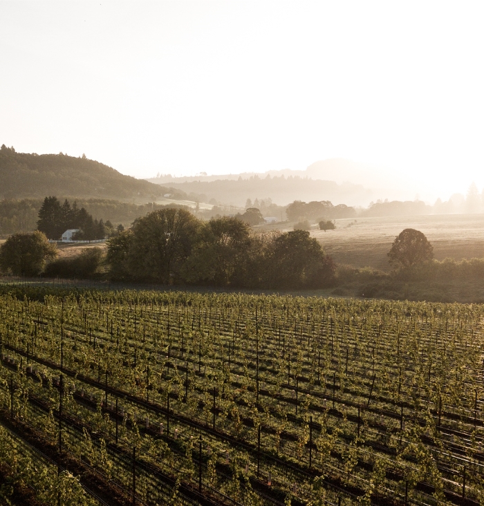 Idlevine vineyard
