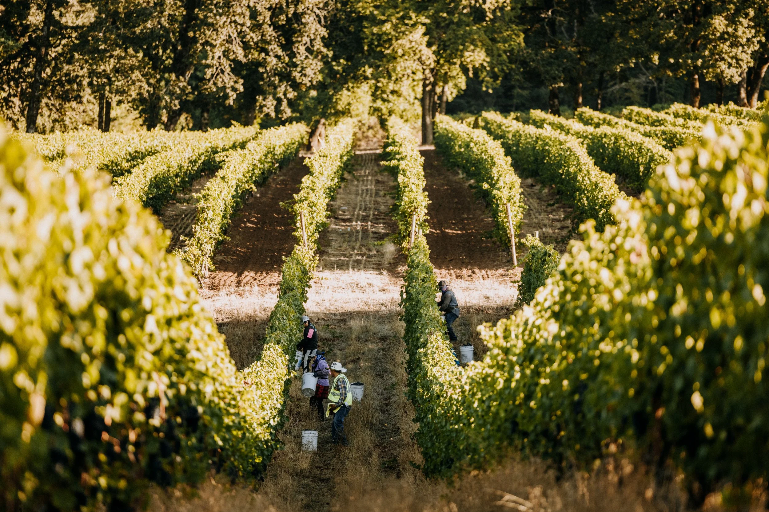 Sealionne Wines vineyard